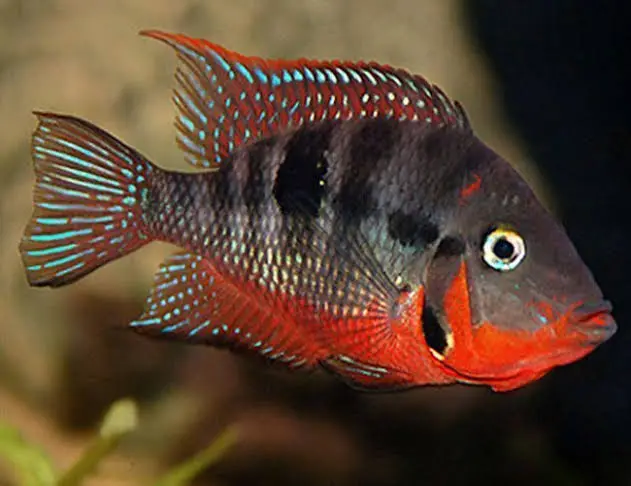 Firemouth Cichlid (Thorichthys meeki) - En Renkli Balık Türü